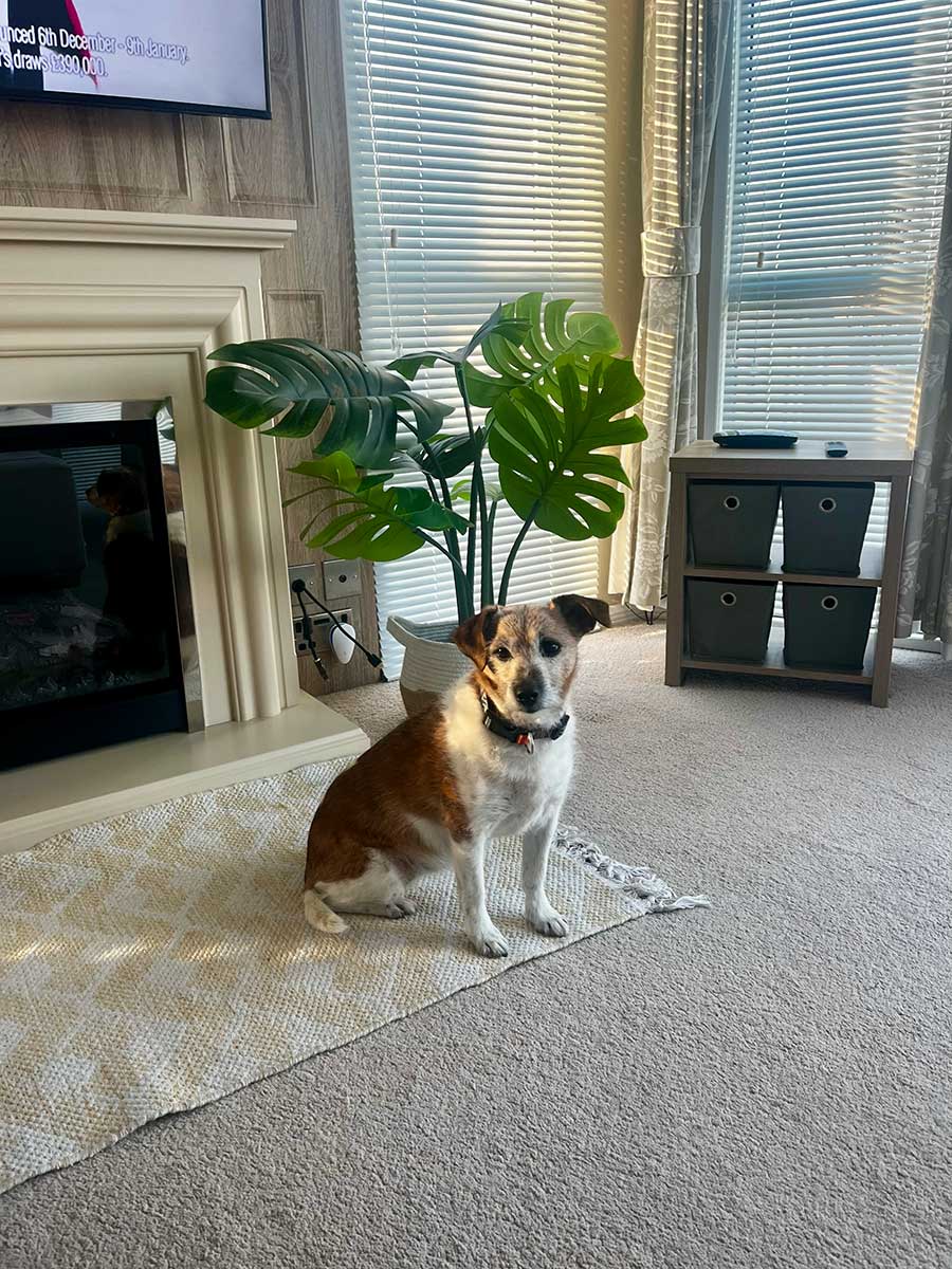 Bella the dog